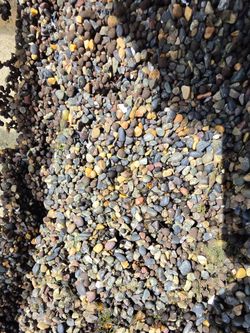 Mexican Criva Gravel 3/16 abiut 2" and 1" of fluval stratum