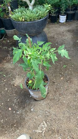 Planta tomate Roma