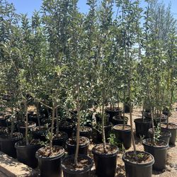 15g Fruit Trees
