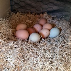 Baby chicks/fertilized eggs