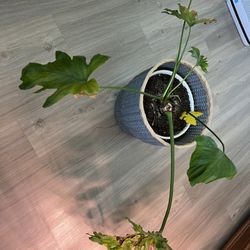 Giant Split Philodendron 