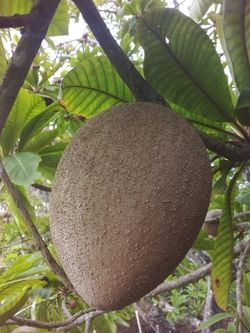 MAMEY KEY WEST FOR SALE!  FOR ONLY $50 THE  BOX OF 25 PONDS