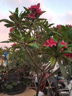 Plumeria For Sale Hawaiin Flower