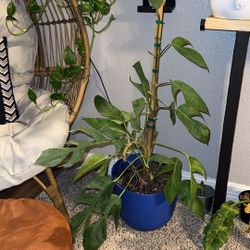 Mature XL Epipremnum Pinnatum(Dragon tail)OBO