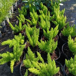 Foxtail Fern 3gl $6🪴