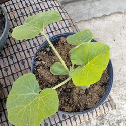 Spaghetti squash starter plants