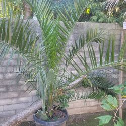 A Date Palm Tree With Prickly Pear Cactus 