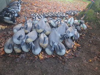 Duck And Goose Decoys
