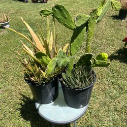 Large Drought Tolerant Plants