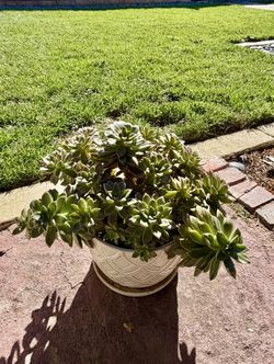 Pot Of Succulents