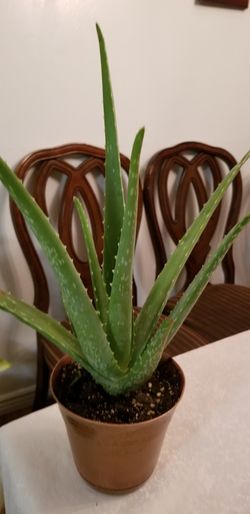 Aloe vera Healthy and best air purifying house plant in the new pot
