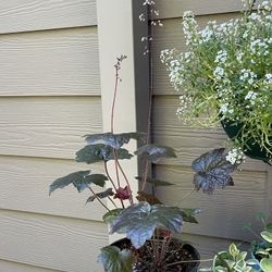 Coral Bells Perennial Plants With Beautiful Foliage. 