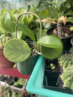 Hoya Obovata Plant 🪴 