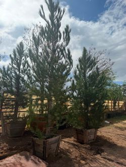 ÁRBOLES DE PINO 🌲