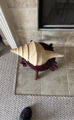 Large Sea Shell Extremely Rare 