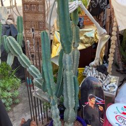 Huge Potted Cactus 6ft Tall