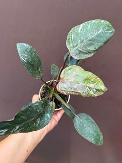 4” philodendron red medusa rare