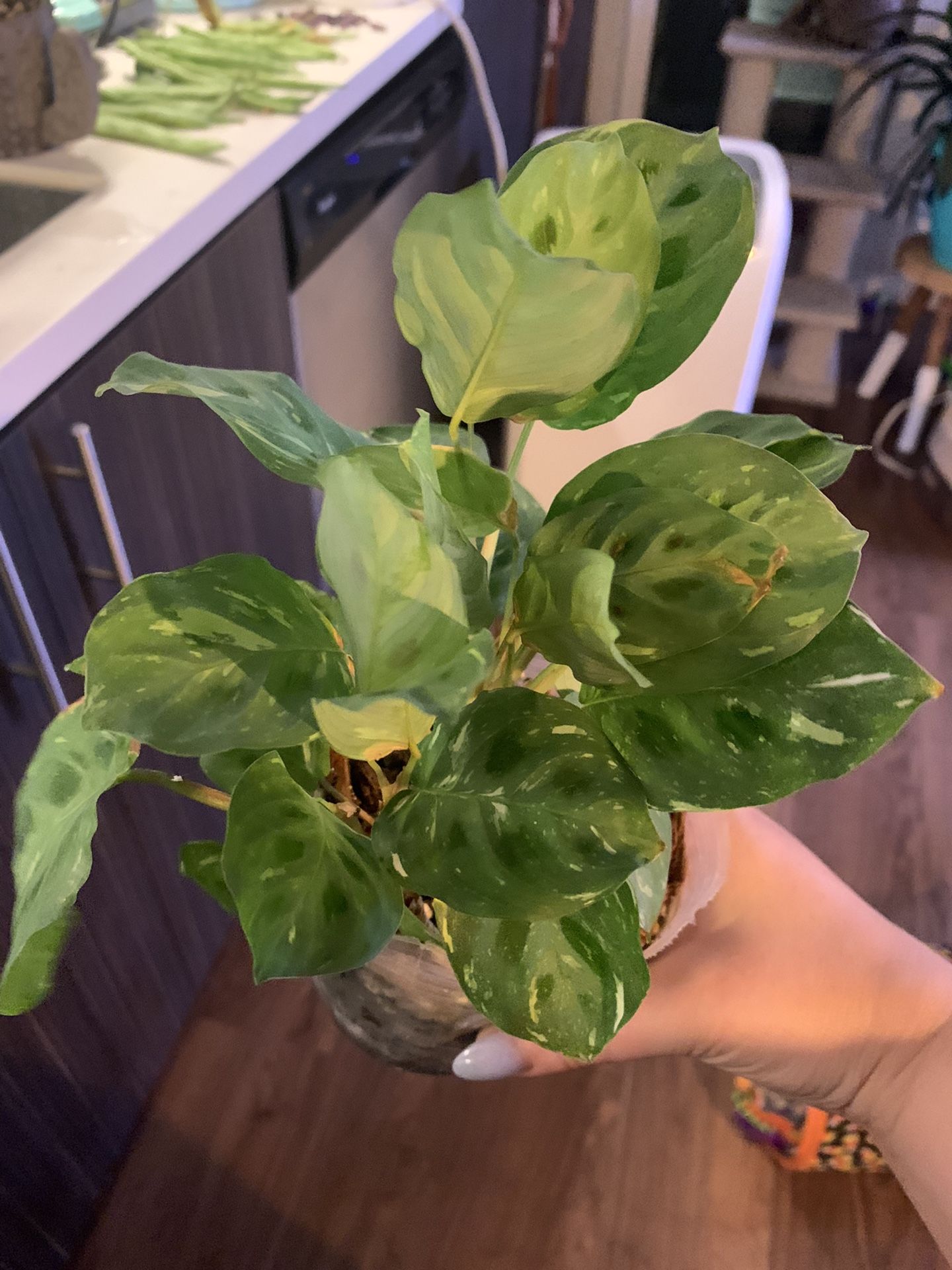 PENDING: Variegated Prayer Plant 