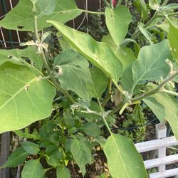 Large Organic Egg Plant 