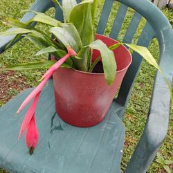 Queen 👑 Bromeliad Plant 