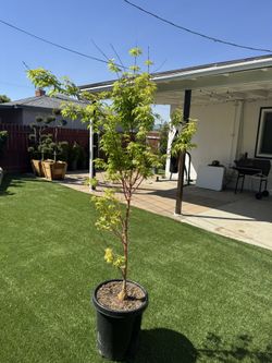 Sango Kaku Japanese Maple Tree (Coral Bark)