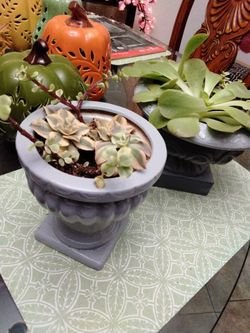 SUCCULENTS N POTS