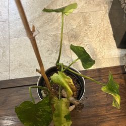 Variegated Jose Buono Plant ( Pls Read Description Below)