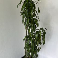 Available Real House Plant Low Maintain 
