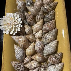 Shells And Crafts And More