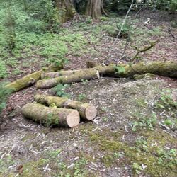 FREE Firewood…
