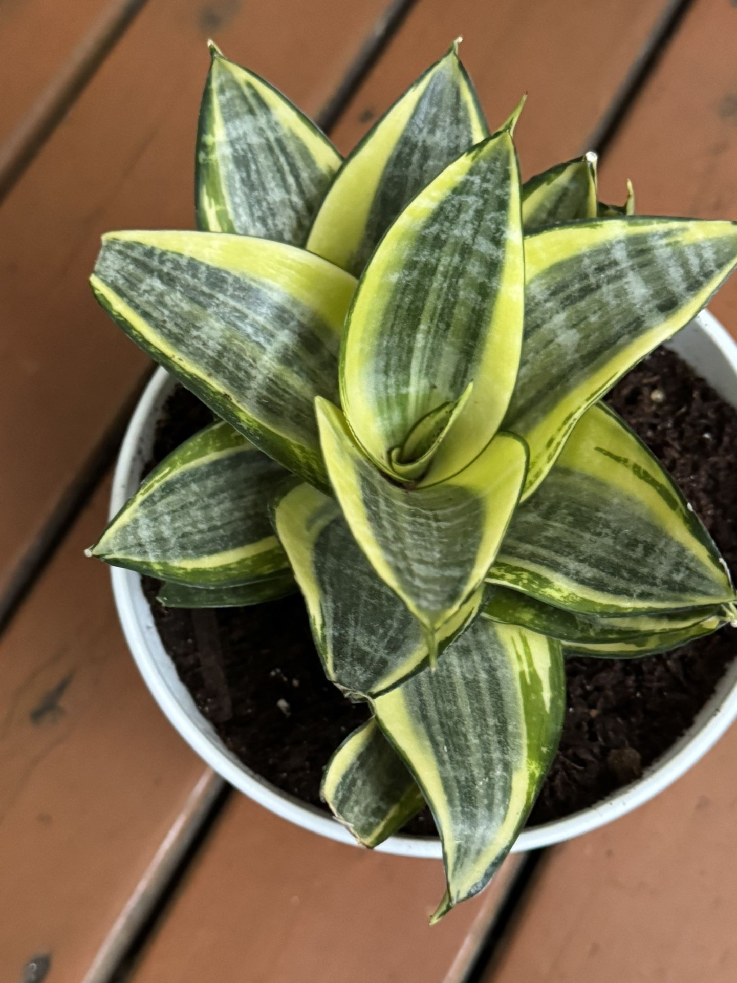 Rare Sansevieria Gold Star