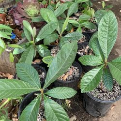 Baby Loquat Plant