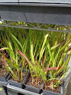Japanese blood grass