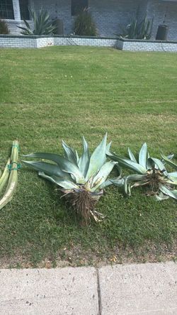 Blue Agave Plants with Roots and Fence posts