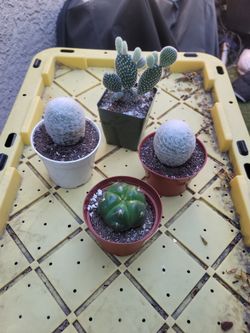 Small Cactus