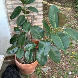 Rubber Tree Plant