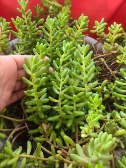 Jelly bean succulent plant cuttings