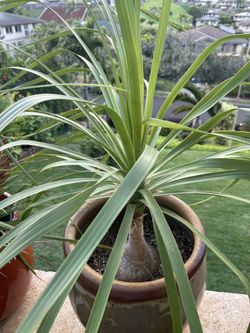 Beautiful Ponytail Potted In Ceramic