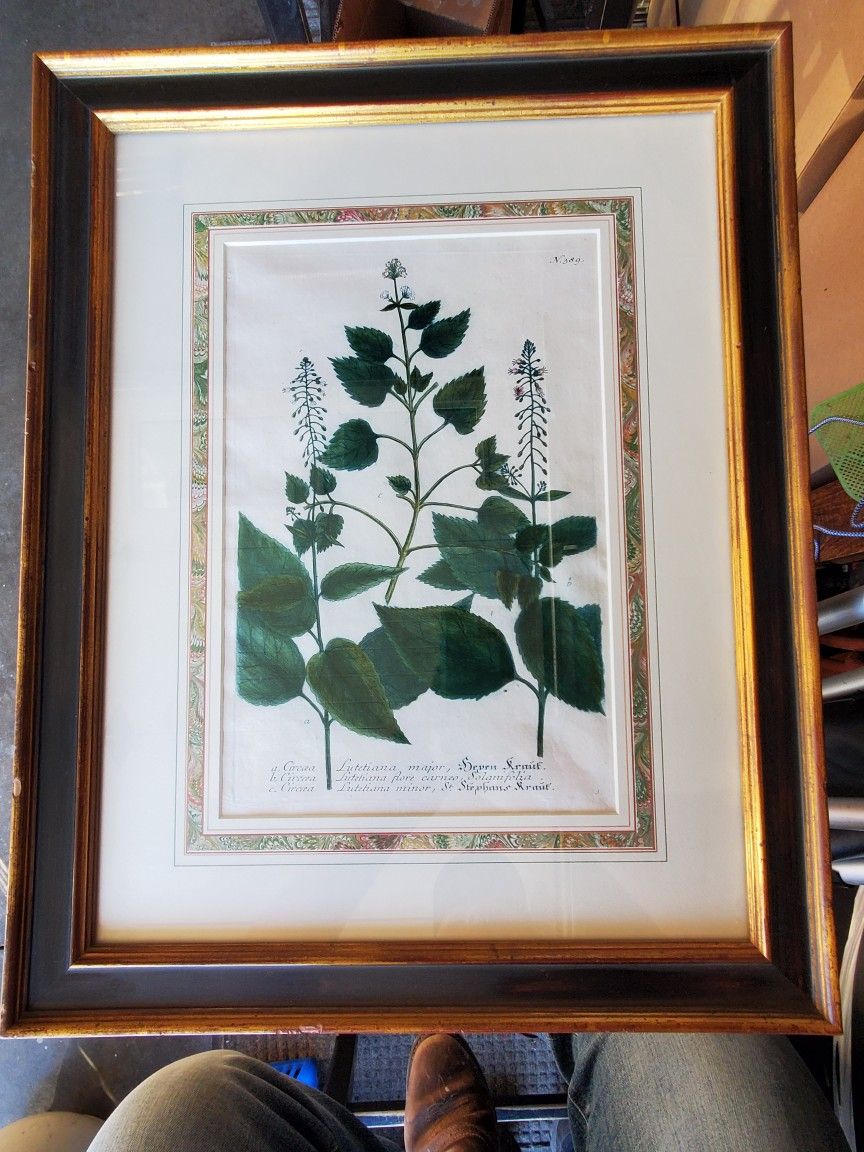 Botanical Prints Vintage 