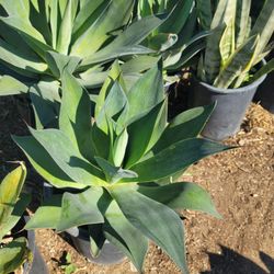 Agave Blue Flame
