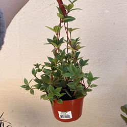Peperomia Plant