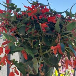 Succulents Cacti And Flowers 