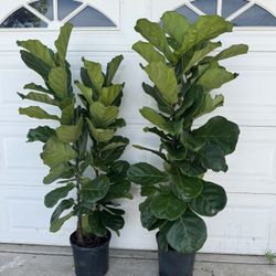 Fiddle Leaf Fig 6ft 120$ Each