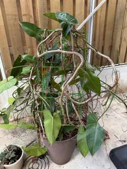 Plants