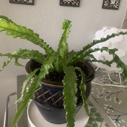 Plant nice for indoor!   Please 