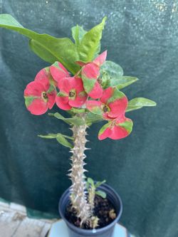Watermelon Euphorbia Blooming Jumbo Flowers Plant, In 1 Gallón Pot Pick Up Only