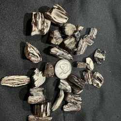 Palm wood fossilized into agate   Great for creating necklace $20