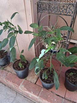 2FT JALAPENO  PLANTS