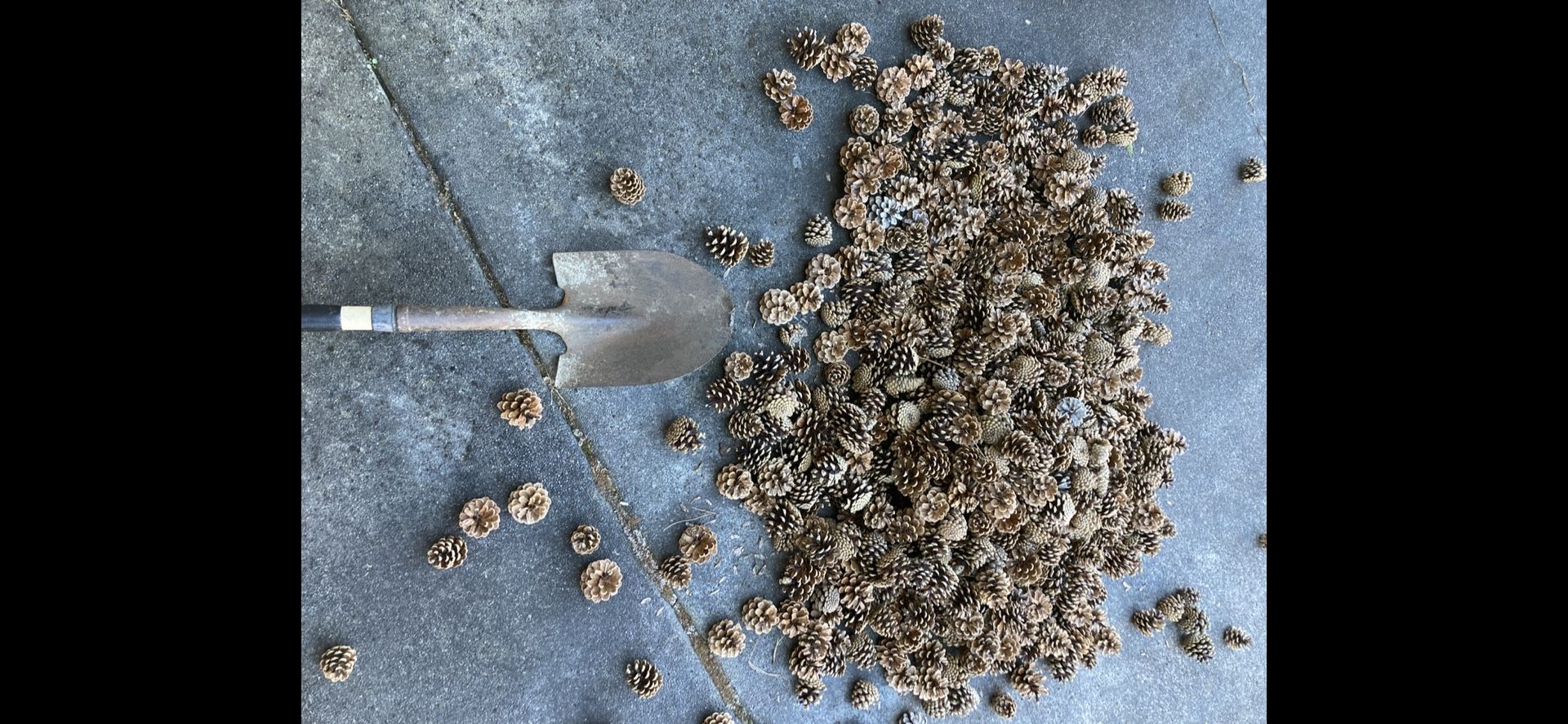 Christmas Pine Cones For Wreaths And Decoration