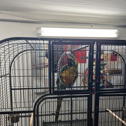 Macaw And Bird 🦅 Cage